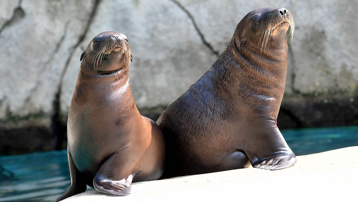 Chicago Zoological Society - California Sea Lion Pups Make Public Debut